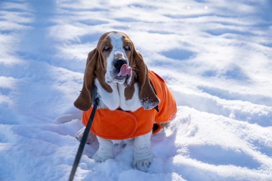 Photo prepare dog cold temperatures